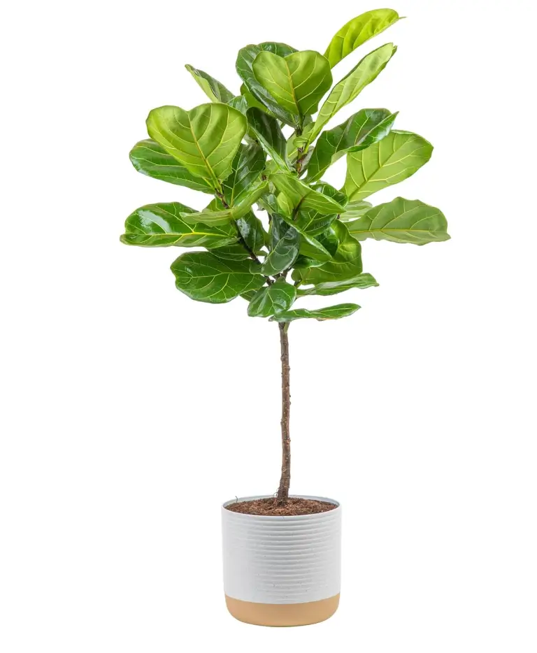 live fiddle leaf tree
